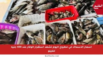 أسعار الأسماك في مطروح اليوم تشهد استقرار الوقار عند 400 جنيه للكيلو
